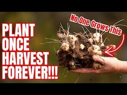 The Easiest Crop Nobody Grows (Plant It Once Harvest Forever)