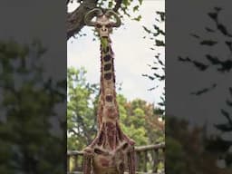 Chernobyl zoo #giraffe #zoo #ai #aivideo #aiart