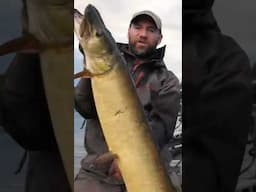 Using SIDE IMAGING to Land a MUSKY! #fishing #muskie #muskyfishing #fish #outdoors