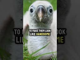 The Ugly Duckling’s Ugliness SAVED His LIFE?! 😱