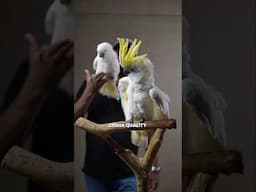 Majestic Triton Cockatoo only at @Shaikh.tanveer #cockatoos #TopGrade #Quality