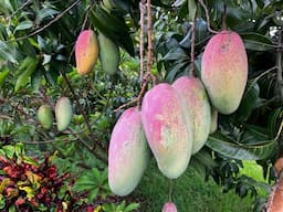 Valencia Pride Mango #farmlife