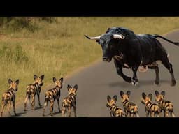 ¡Los Animales Se Metieron Con El Oponente Equivocado!
