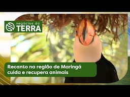 Você conhece os maiores produtores de morango do Paraná? - Negócios da Terra (19/04/2025)