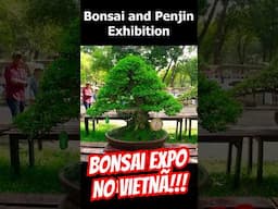 Exposição de Bonsai no Vietnam (Bonsais Grandes 02) #shorts