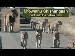 Sick Old Mfowethu, Brother Of Casper The White Lion, Back With The Satara Lion Pride
