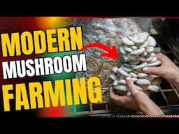 How Mushrooms are Grown & Processed | Behind the Scenes of Mushroom Production | Modern Techniques