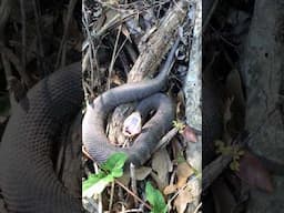 Close Encounter of the Venomous Kind …Part Two #wildlife #moccasins