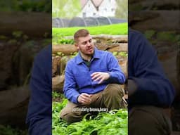 Discover Wild Garlic, Nature's Detox for Bears | Country Living UK