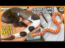 There's a Suma Pied in this weekend's Morphmarket Auctions! - May 9-11