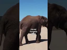 🦅🐬Top 5 Smartest Animals on Earth 🐘🐷🐵 #smartanimals #shorts
