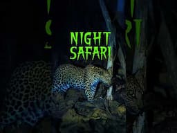Night Safari Leopard Hunt #walkintothewild #tiger #wildlife