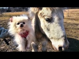 The little dogs met some not so little farm animals