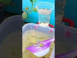 Breeding Guppy Fish 🎣 😇 #guppyfish #guppyfishbreeding #guppy #shortsfeed #shortvideo #trending