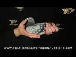 LOT 2 MATTIS PIGEONS 956 ♀
