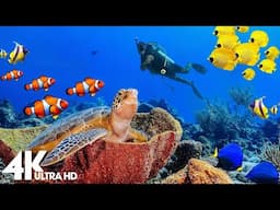 Dive Into the Mesmerizing Underwater Realm-Marvel at Sea Animal in The Best 4K ULTRA HD Aquarium