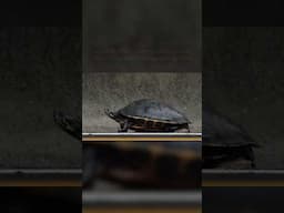 Florida's turtles are on the move
