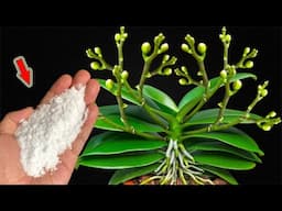 Pour A Little On Top! The Weak Orchid Suddenly Blooms Many Mysterious Flowers!