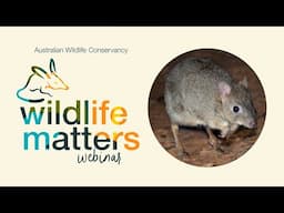 Webinar: Ten species in ten years – restoring wildlife to the Wheatbelt
