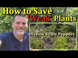 How to Save Struggling Vegetable Garden Plants in 3 Steps (Peppers, Tomatoes, & More)