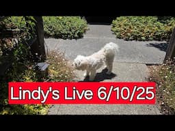 Lindy's Live 6/10/25 Marley spent day at the vet