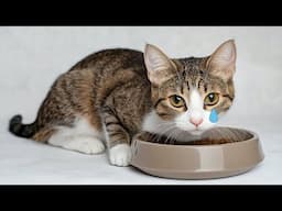 Plastic Bowls = Cat Chin Acne 😿❌