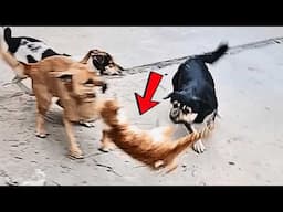 The homeless cat was powerless against three vicious dogs' bullying, until that girl walked by.