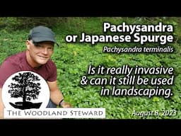 Pachysandra or Japanese Spurge, Is it really Invasive?
