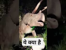 ये क्या है?