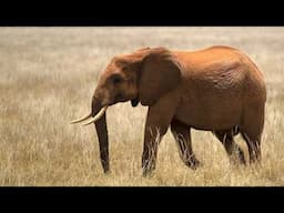 How Terrorists Exploit Africa's Wildlife (4K Documentary)