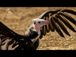 Heart of Africa is now open at Chester Zoo