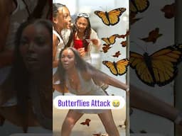 We Were Attacked By Butterflies 🦋🦋🦋🦋