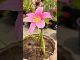 Magic of the Rain Lily #flowers #gardening #shortsfeed