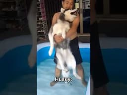 German Shepherd vs Husky🤣 Funniest Huskies | Best Videos #husky #doglovers #huskydog #shorts #dog
