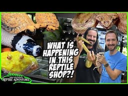 THE WORST (and the BEST) REPTILE SHOP IN SOUTH AFRICA! Ultimate Exotics