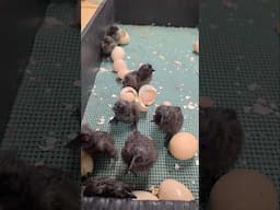 Hatching Ayam Cemani Chicks