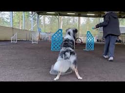 Progressive Stay Training Using a Dish and Station