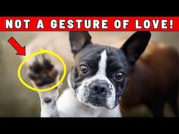 Does Your Dog Put Their Paw On You? 8 Disturbing Reasons