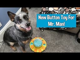 A Button Toy For Sully