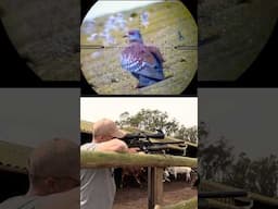 This is just UNFAIR😂 (Airgun Hunting)