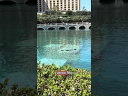 Las Vegas being boycotted by Canadians international travel & tourism sinks to record lows economy