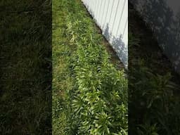 Oriental Lily Bed Progress