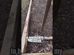 Planting a Kitchen Staple #gardening #garden #growyourownfood #vegetablegardening