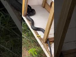 Snake Eating Eggs in the Chicken Nesting Box 🐍
