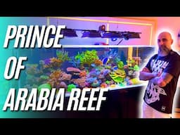 Elias' ridiculously good 2.1 meter long Cade - Prince of Arabia Reef