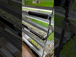Best Way to get Ahead this Garden Season! #gardening #garden #gardentips