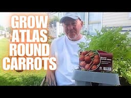Grow Round Atlas Container Carrots  [Container Gardening ]
