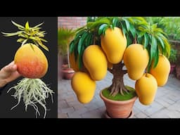 🥭A brilliant technique for breeding mango tree from fruit to produce surprising yields
