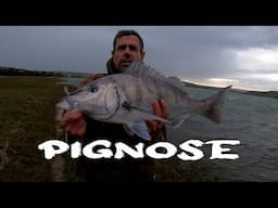 White Steenbras aka Pignose Grunter - Hamburg Eastern Cape #bigfish #fishing #catchandrelease