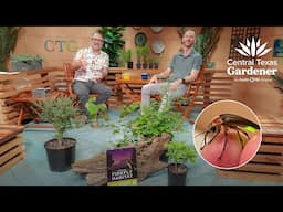 Light Up the Night With Fireflies: Ben Pfeiffer